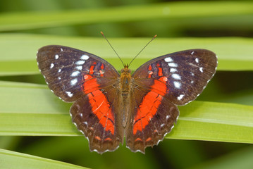 Anartia amathea