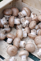 Champignons de Paris 