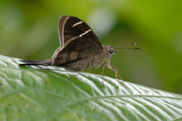 Potrillo skipper - (Cabares potrillo)