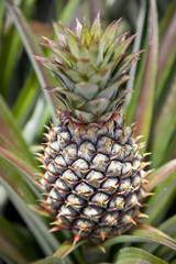 Obraz premium Pineapple