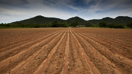 Fototapeta na wymiar Cassavo field