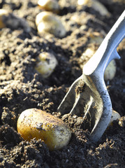 Pommes de terre en terre