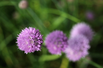 Fleurs de ciboulette
