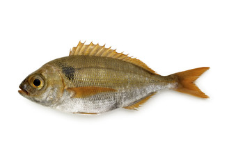 Dorade détourable