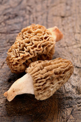 Morilles