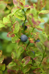 Myrtilles en milieu naturel
