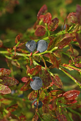Myrtilles en milieu naturel
