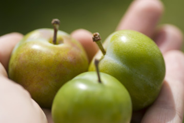 Main tenant des prunes