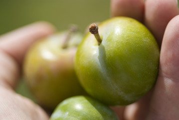 Main tenant des prunes