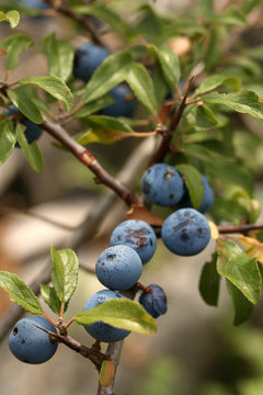 Prunelles en milieu naturel