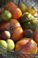 Assortiment de tomates