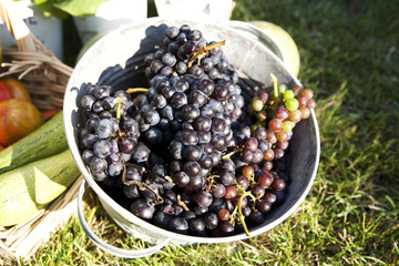 Cueillette de raisin noir