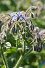 Fleurs de bourrache