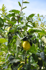 Coing sur cognassier