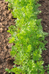 Carottes en terre