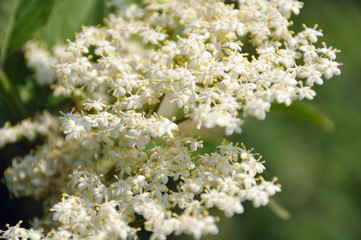 Fleurs de sureau
