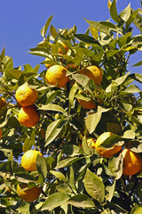 Orangers à Marrakech