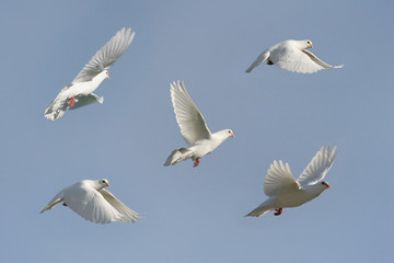 White dove in flight