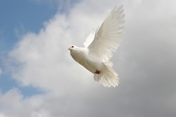 White dove in flight
