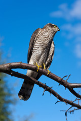 Predator against the sky