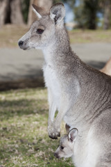 kangaroo