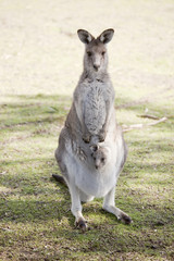 kangaroo