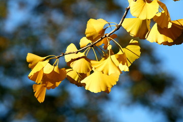 Золотые листья гинкго на фоне синего неба.