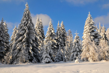 Winter Schee Landschaft Wald