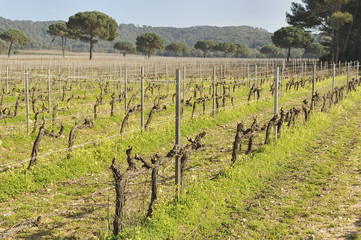 Fototapeta na wymiar Vignes, Côtes-de-Provence