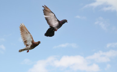 Pigeons in flight