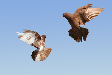 Two pigeons in flight
