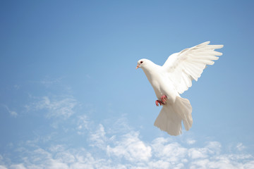 White dove flying