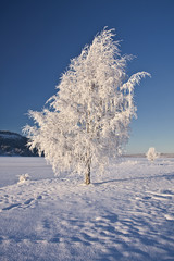 Big frozen tree in sunshine