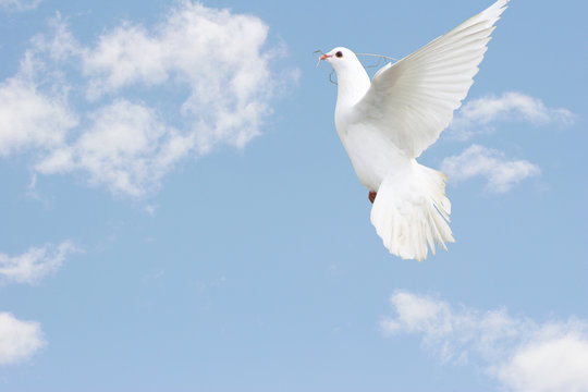 White dove flying up, nesting material in beak