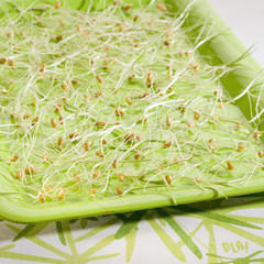 Pousses et germes de blé