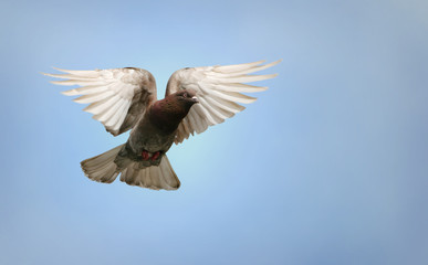 Beautiful pigeon in flight