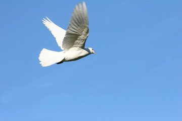 White dove in flight