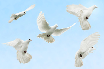 White dove in flight
