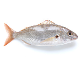 Pageot acarné ou bogue ravel