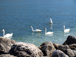 Five swans on the Garda lake