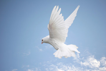 Beautiful white dove in flight