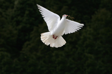 White dove flying