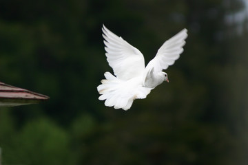 Whtie dove flying away