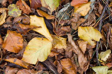 Leafs
