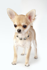 beautiful chihuahua puppy with necklace