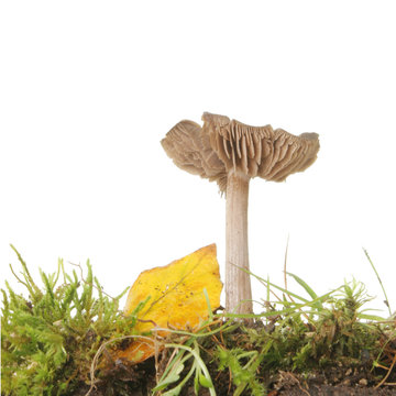 Low angle view of a toadstool