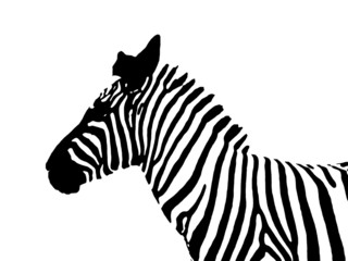 zebra sagoma