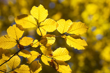 Fototapeta na wymiar Close up of yellow leaves on a tree