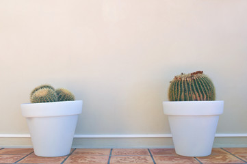 Two cactuses in pots