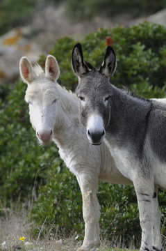 asinello albino asinara
